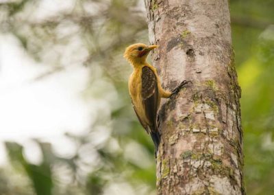 Amazon jungle hiking tour Iquitos - see woodpeckers on our jungle tours Peru