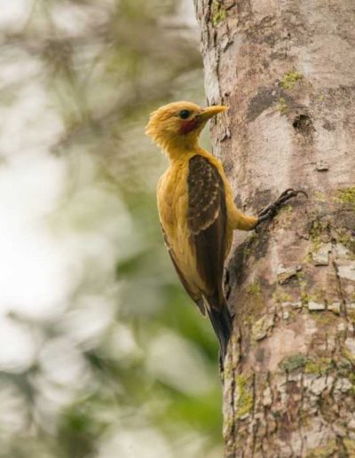Amazon jungle hiking tour Iquitos - see woodpeckers on our jungle tours Peru