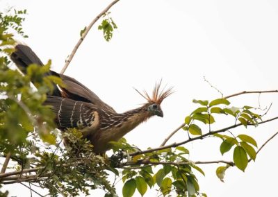 jungle hiking tour - see the hoatzin bird on our jungle tours Peru