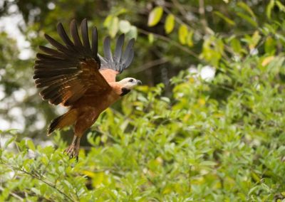 Jungle hiking Tour - see the black collared hawk on our jungle tours Iquitos Peru