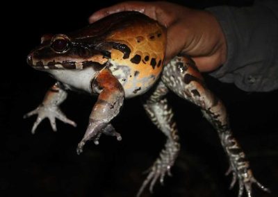 Amazon tour highlight - see the smoky jungle frog at night on our jungle tours Peru