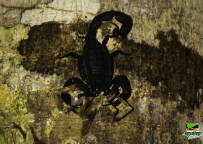 Amazon tour highlight - find scorpions at night on our jungle tours Peru