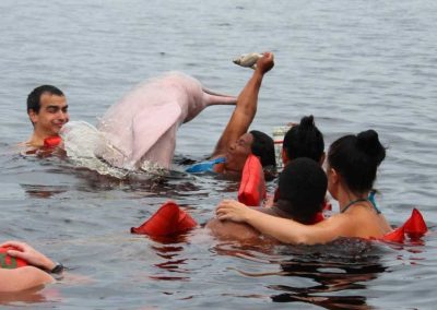 Amazon wildlife tour - feed pink river dolphins on our jungle tours Peru