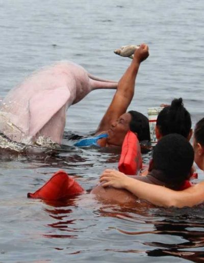 Amazon tour highlight - feed pink river dolphins on our jungle tours Peru