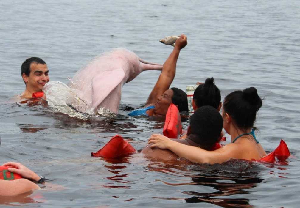 Amazon wildlife tour - feed pink river dolphins on our jungle tours Peru