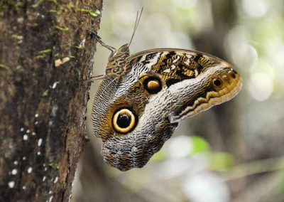 Amazon tour highlight - see butterflies and other insects on our jungle tours Peru