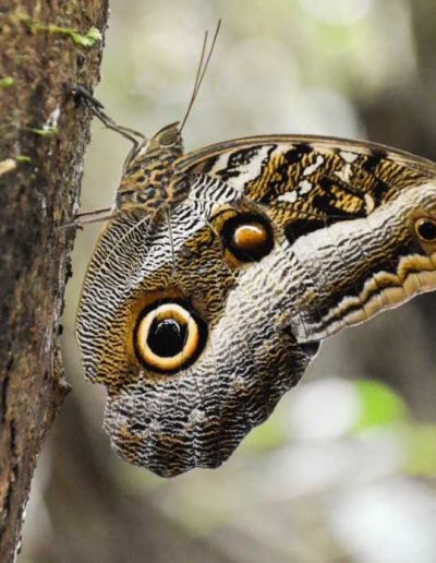 Amazon tour highlight - see butterflies and other insects on our jungle tours Peru