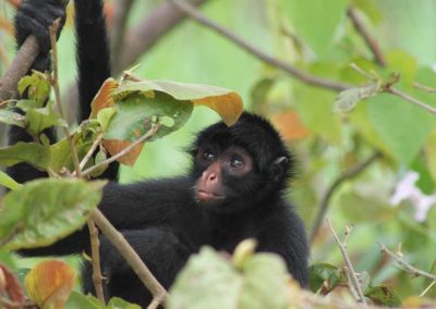 Amazon jungle hiking tour Iquitos - feed woolly monkeys - see the Peruvian spider monkey on our jungle tours Peru