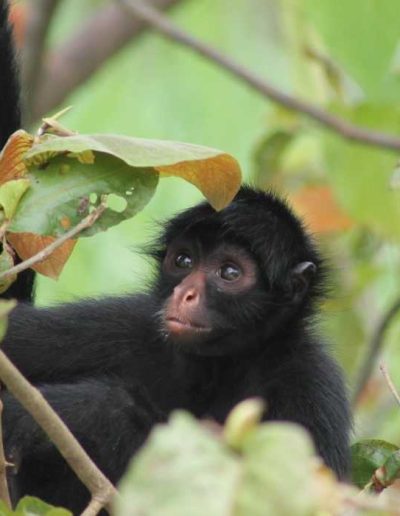 Amazon jungle hiking tour Iquitos - feed woolly monkeys - see the Peruvian spider monkey on our jungle tours Peru