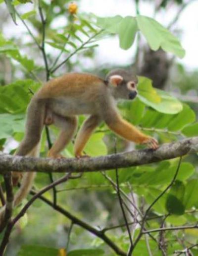 Amazon jungle hiking tour - see squirrel monkeys
