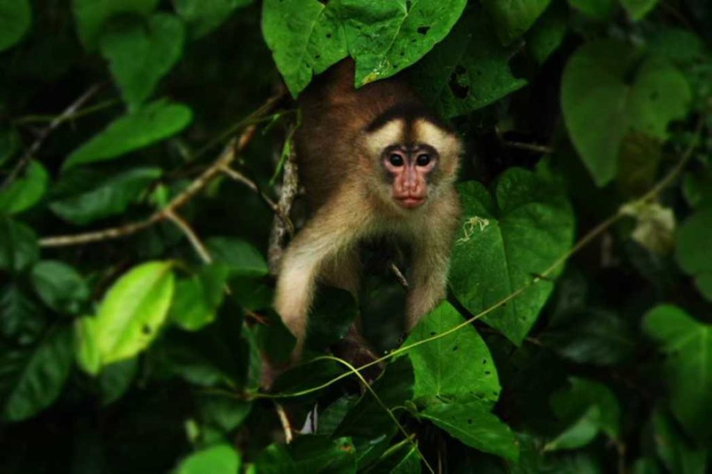 Amazon jungle tour Iquitos - see tree monkeys on our jungle tours Peru