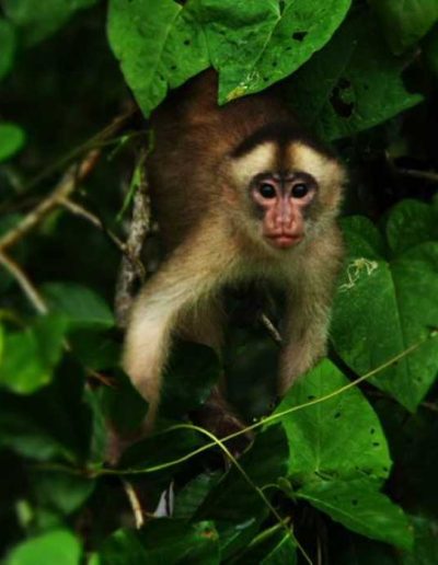 Amazon jungle tour Iquitos - see tree monkeys on our jungle tours Peru