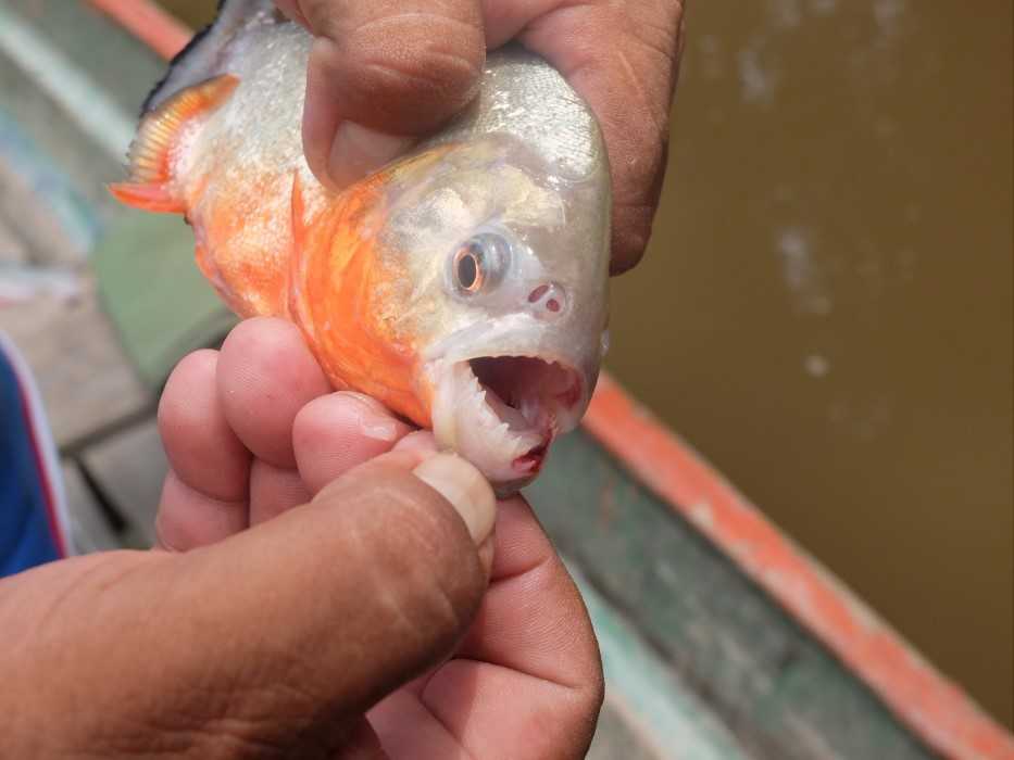 Deep Jungle Experience- fish for the infamous piranha on our jungle tours Peru