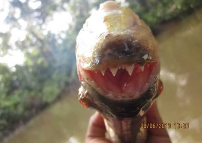 Deep Jungle Experience - fish for piranhas in the amazon river