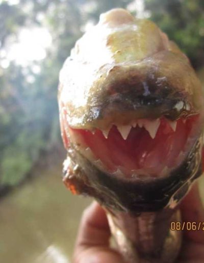 Deep Jungle Experience - fish for piranhas in the amazon river