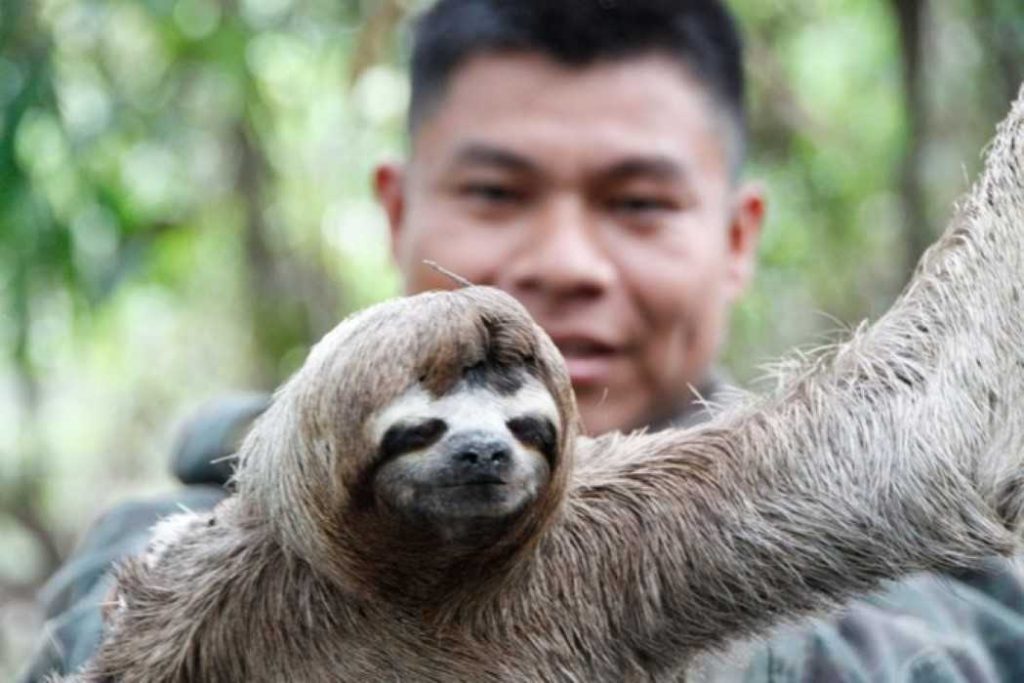 Amazon jungle tour Iquitos - see a sloth on our jungle tours Peru