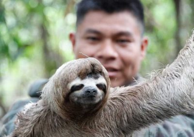 Amazon jungle tour Iquitos - see a sloth on our jungle tours Peru