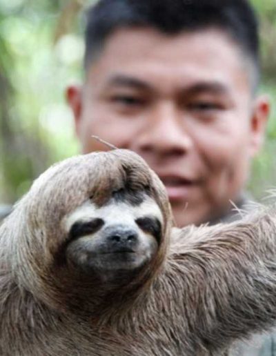 Amazon jungle tour highlight - see a sloth on our jungle tours Peru