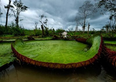 Amazon jungle hiking tour - see giant lily pads on our jungle tours peru