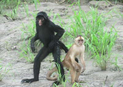 Amazon tour highlight - see the peruvian Spider monkey on our jungle tour Peru