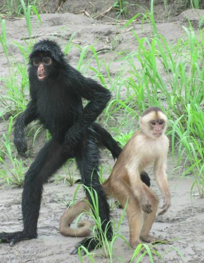 Amazon tour highlight - see the peruvian Spider monkey on our jungle tour Peru