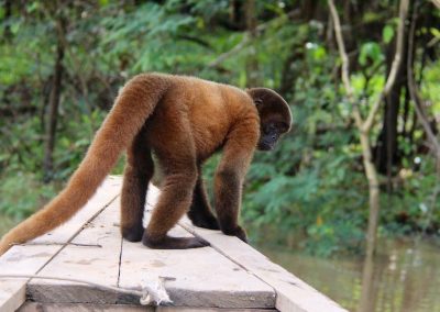 Amazon jungle tours highlight - see the woolly monkey on our jungle tour Peru