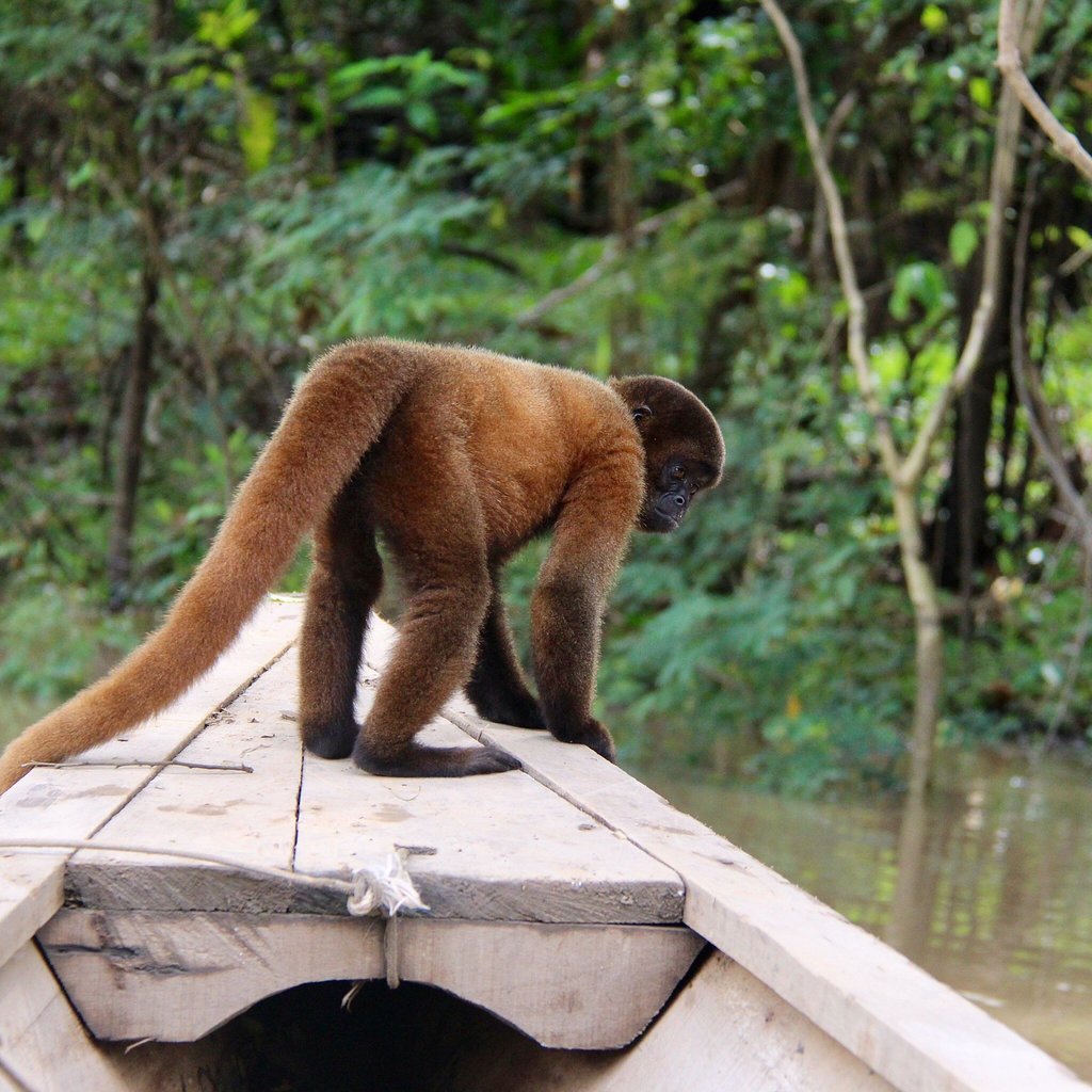 Amazon tour highlight - see the woolly monkey on our jungle tour Peru