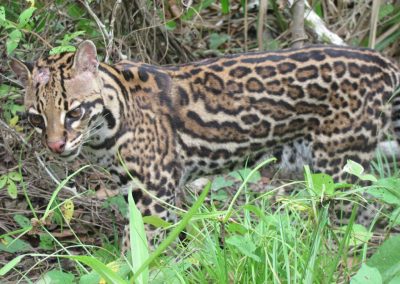 Amazon jungle tour Iquitos - see an ocelot up close