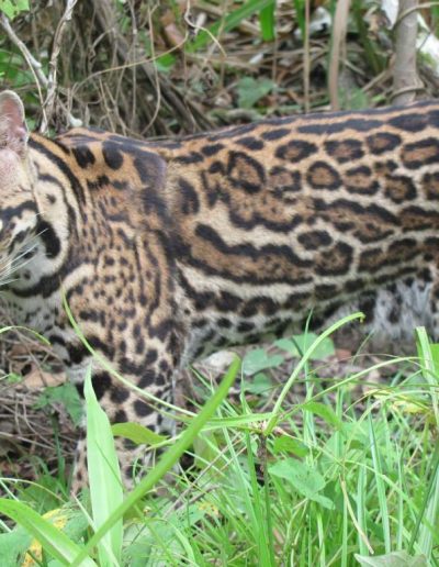 Amazon jungle tour Iquitos - see an ocelot up close
