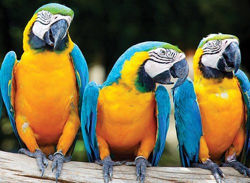 Amazon tour highlight - see the blue and yellow macaw on our jungle tour Peru