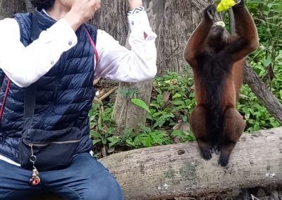 Amazon jungle hiking tour Iquitos - feed woolly monkeys