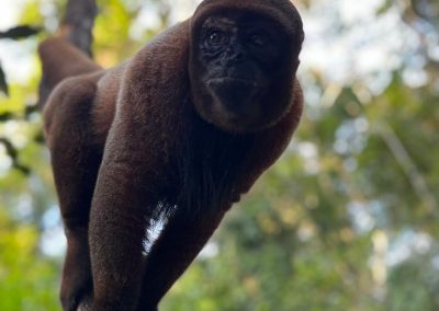 Amazon jungle hiking tour Iquitos - - see the woolly monkey up close