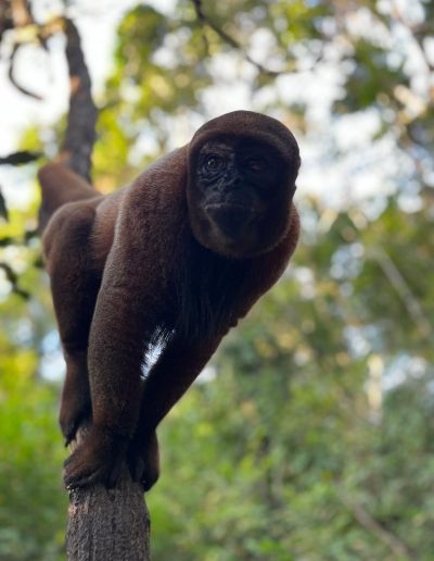 Amazon jungle hiking tour Iquitos - - see the woolly monkey up close
