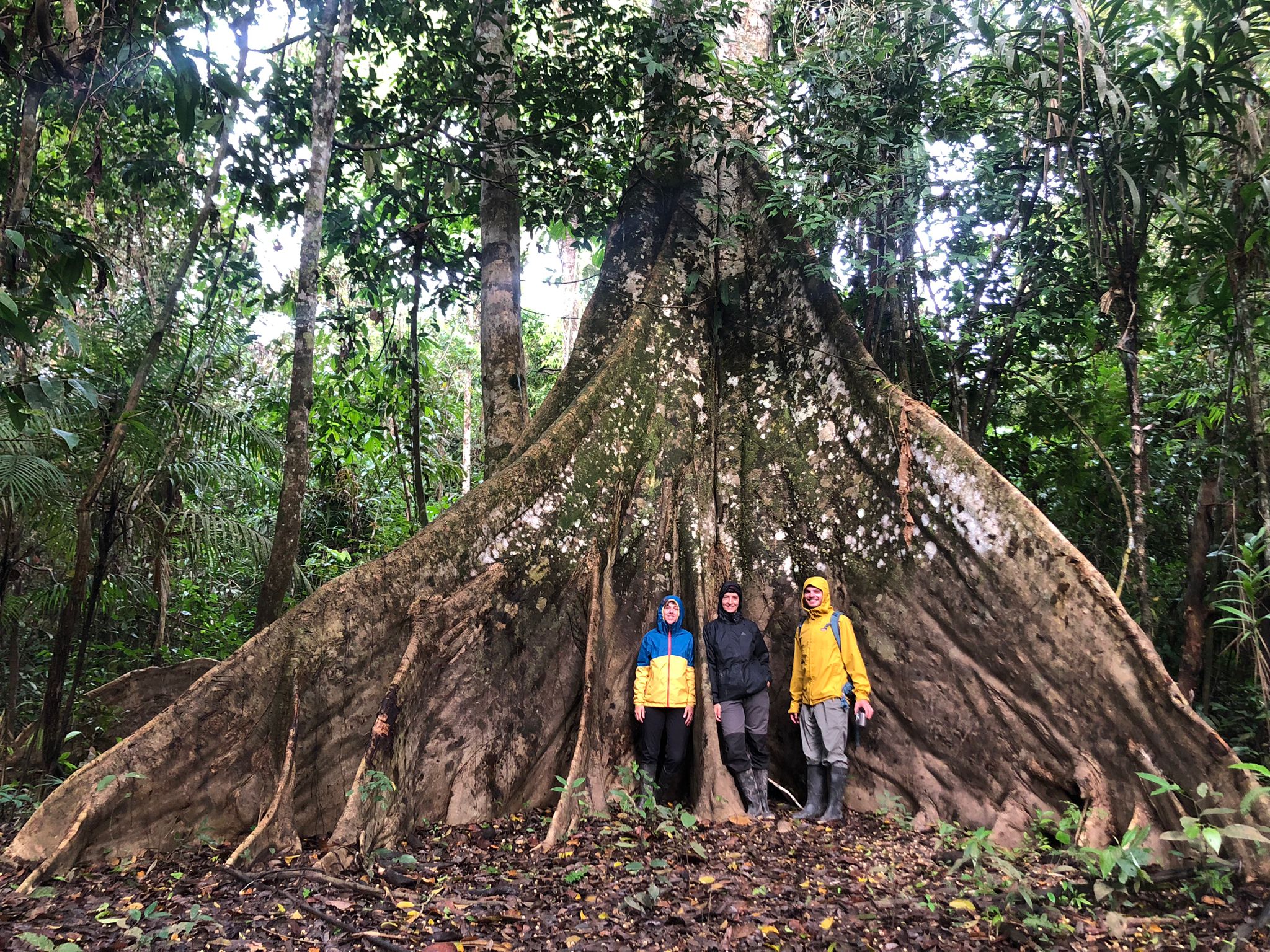Amazon jungle tour Iquitos - see giant curtain fig trees