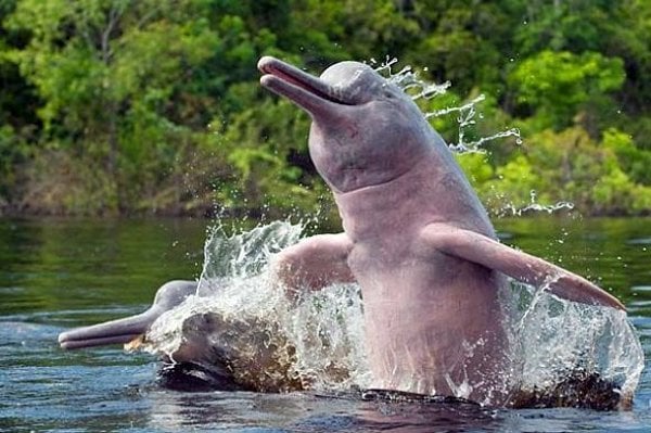 Rare freshwater pink dolphin sighting in Amazon with Curuhuiinsi Tours