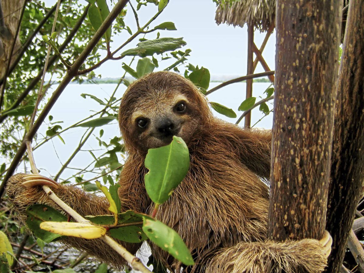 Sloth climbing tree in Amazon near Curuhuinsi Lodge